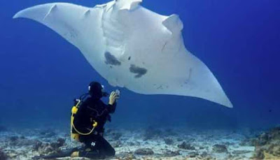 Play along Fish Manta Rays