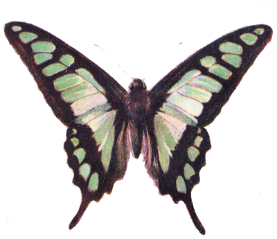 butterfly cliparts. old utterfly clipart classic