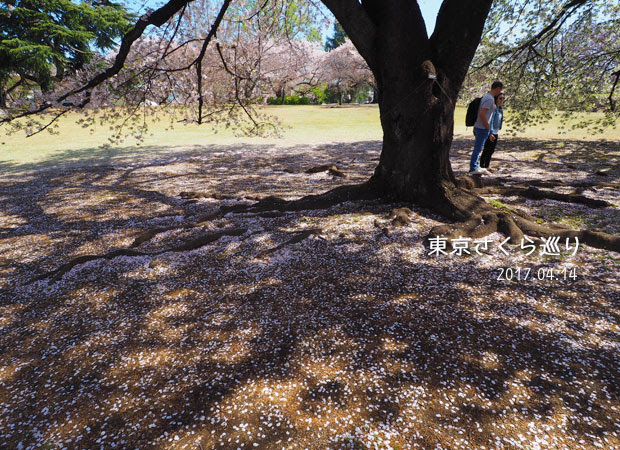 新宿御苑の桜