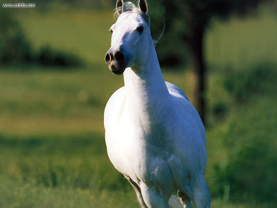 White Horse Closeup