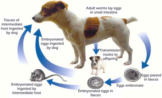 Roundworms