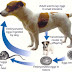 How to Get Rid of Roundworms in Dogs