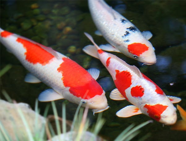Cara Budidaya ikan Koi  kolam terpal dengan panduan untuk 
