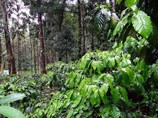 Cultivation Of Coffee In India,Varieties And Uses