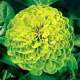 Zinnia Flower Photos