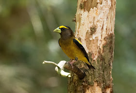 Evening Grosbeak - Hartwick Pines, Michigan, USA