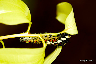 Caterpillar of Common Mime Butterfly 