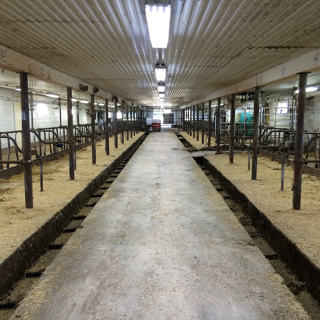 clean dairy barn