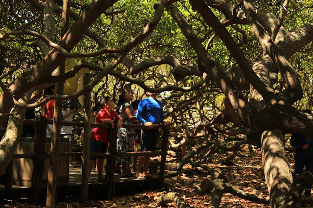 Funcionamento do Parque das Dunas e Cajueiro de Pirangi durante o Carnaval