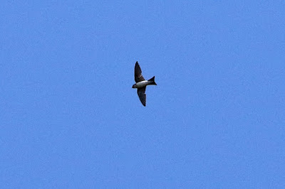 "Barn Swallow - Hirundo rustica, rare winter visitor in flight."