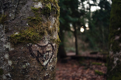 Iniciales dentro de un corazón grabadas en la corteza de un árbol