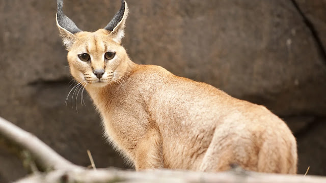 Caracal