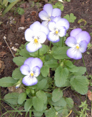 [Photo: Viola cornuta 'Penny Purple Picotee'