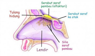 Anatomi Hidung dan Mekanisme Penciuman pada Manusia