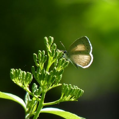 Summer Azure