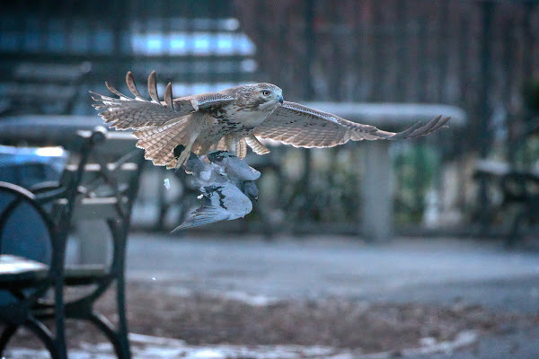 Red-tail taking off with its pigeon prey.
