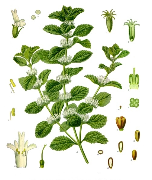 Marrubium, s. m., lat. marrubium, marrube, sorte de plante.