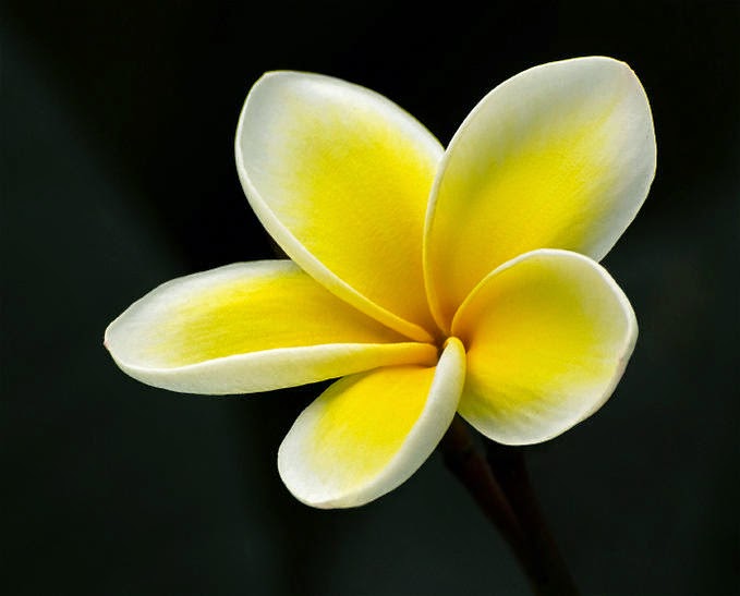  Gambar  Tentang Bunga  Plumeria Acutifolia Gambar  Jepun  Bali 