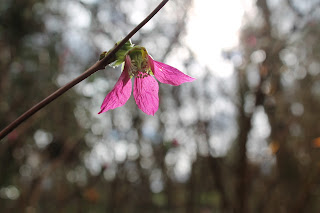 Pink Flower Burtown House