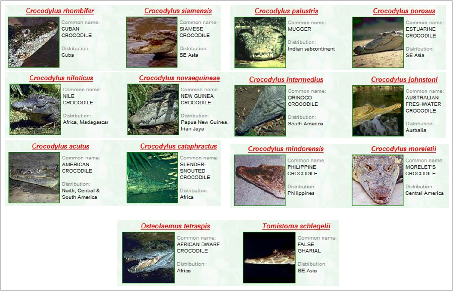 JENIS MACAM GAMBAR FOTO HEWAN REPTIL Freewaremini