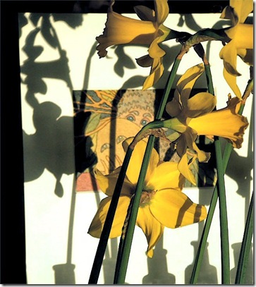 mother_tree_with_daffodils_and_shad
