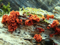 Metatrichia vesparium