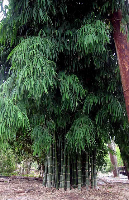 Bamboo In Florida1