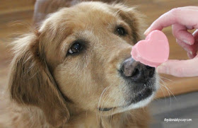 cute golden retriever getting a heart shaped Valentine dog treat