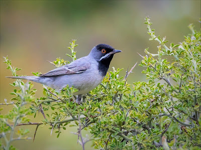 Rueppell's Warbler at Haramida LESVOS