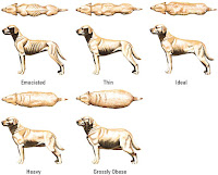 Dog Feed Chart1