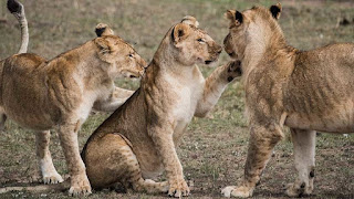 manada de leonas