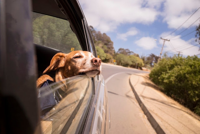 How to keep your dog cool in the car