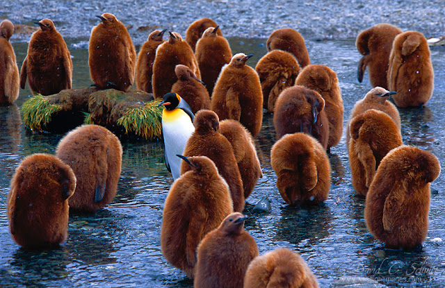 images of a penguin