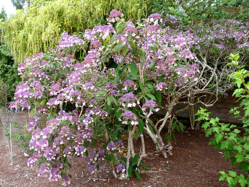 Holkham Walled Garden: Hydrangea aspera villosa