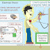 Electrical Shock - Facts