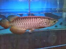 INDONESIAN FRESHWATER FISH COMMUNITY IFFC Arwana  Golden 