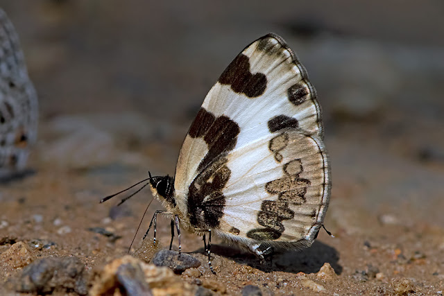 Caleta elna the Elbowed Pierrot butterfly