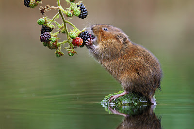 Ratoncito desayunando moras en el río (Animales Divertidos)