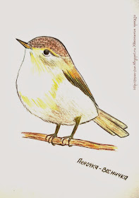 певчие птицы рисунок карандашом ручкой пеночка весничка