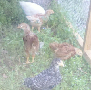 new chicks, backyard chickens, chicken farm, frugal living