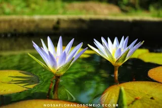 nymphaea-caerulea-com-duas-flores-de-petalas-azul-celeste-e-miolo-amarelo-dourado