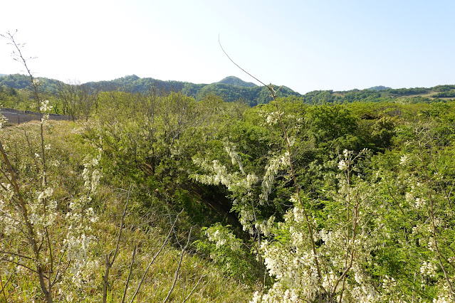 鳥取県鳥取市浜坂 鳥取砂丘