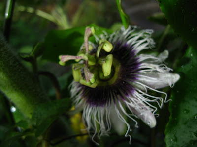 white and purple passion flower