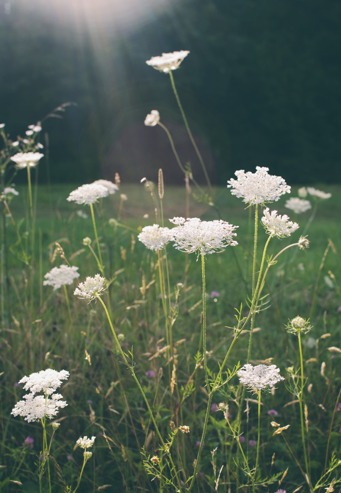 The Flying Clubhouse: Queen Anne's Lace