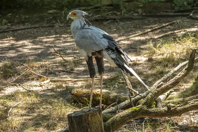 Top 10 Rarest Birds in the World that need the luck to see