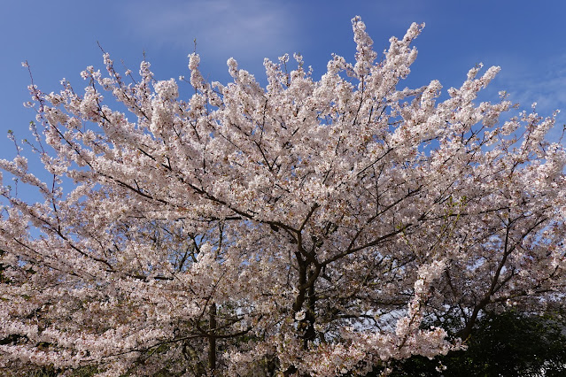 鳥取県西伯郡大山町名和 ソメイヨシノ（染井吉野）