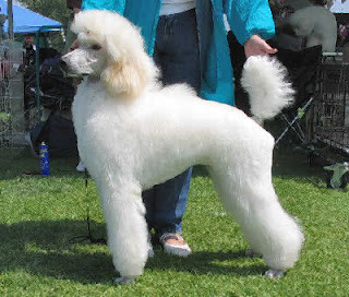 Poodle Dog