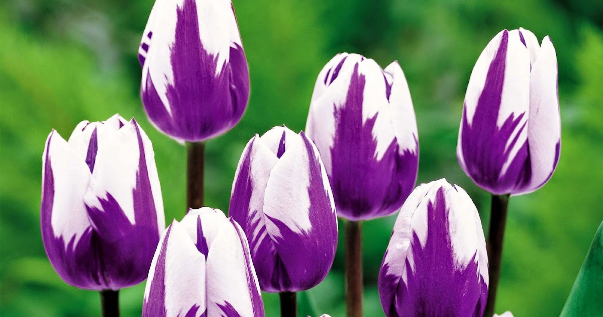 Gambar Keren Sebagai Wallpaper Bunga Tulip Ungu 