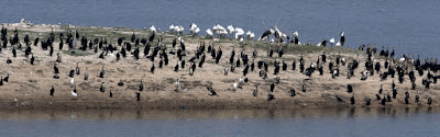 Mixed bag of birds Banas Dam