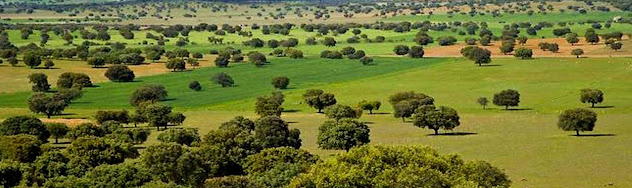 Bosques de encinas